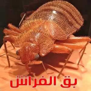 شركة مكافحة حشرات كويت بجز - هاتف الخط الساخن 66444862 5 شركة رش بق